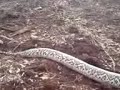 Kinarut Giant Pyton (Ular Sawa)
