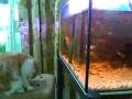 dedek and fish