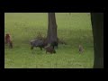 besoffenes Wild- schwein