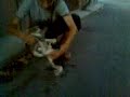 kedi kavgası