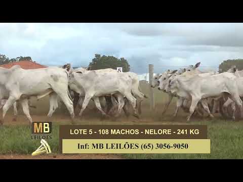 442� LEIL�O VIRTUAL MB LEIL�ES