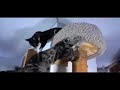 Home Made Cat Tower Cat Tree