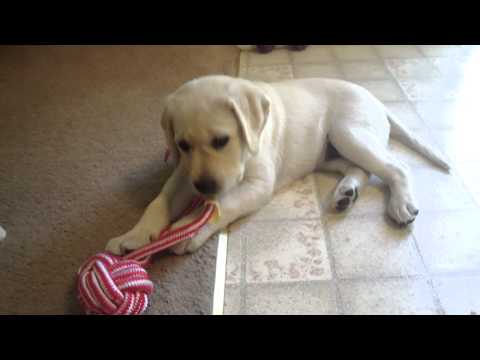 Yellow Lab Pup playing with her toy – (stil her 1st week with us)