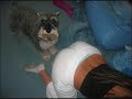ass  booty رقص معلاية موت