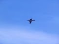 Masked booby flying off Brazil - 29 seconds