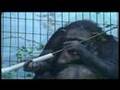 Primate Awareness Day 2007