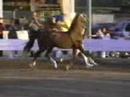 videos de Fabricius