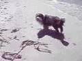 The Hooze Hound