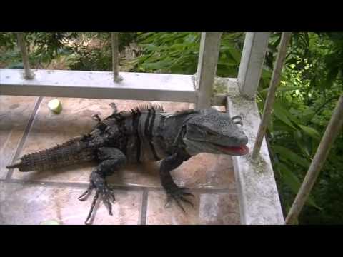 how to train iguana