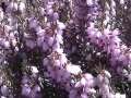 Daves Bees Working on Mediterranean Pink Heather Erica x darleyensis