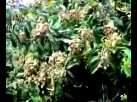 how to harvest cloves