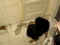 mi perra comiendo