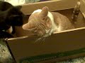 The Box, a great cheap cat toy, but it leads to Cat fights