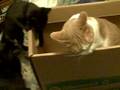 videos de The Box, a great cheap cat toy, but it leads to Cat fights