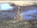 Pond Mudding