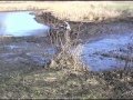 Pond Mudding