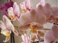 Las orquideas son agradecidas en su floración si las cuidas bien, la flor dura mucho tiempo.