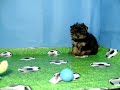 Yorkshire Terrier Hembra COV REF:103 26/02/09