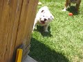Marley and Gus (broom 2)