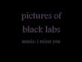 black labs