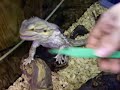 pogona vitticeps 2