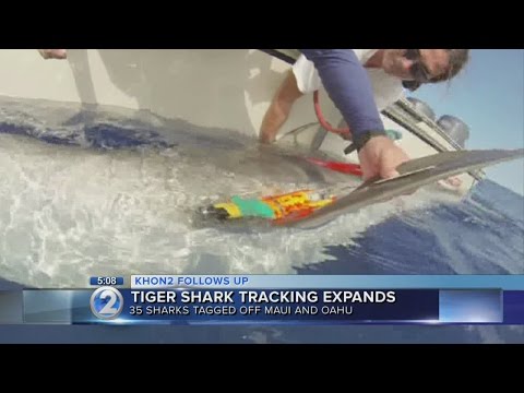 how to provide project status update