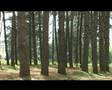 Perfection - VIDEOCLIP - Evandro Fernandes
