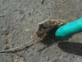 Raton Muerto