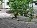 videos de Eating Squirrel