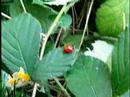 In der Wildnis (Marienk�fer)