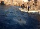 Dolphin Dive Dolphin Dive