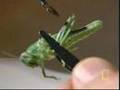 How-locusts-perceive