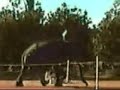 Elephant Gait in Slo-Mo