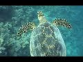 1� Viagem Forum Mergulho / APDM / DAHAB ao Mar Vermelho - P2