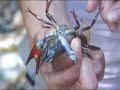 Crayfish Hunters