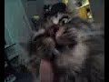 dumb cat