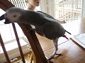 Camera Shy? Not this bird Camera Shy? Not this bird