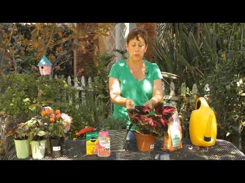 how to fertilize tulsi