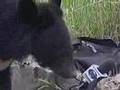 Cute Bear Cubs return home - awe so sweet