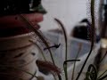 Drosera capensis vs Cranefly part1 Drosera capensis vs Cranefly part1