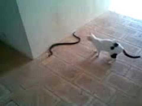 snake