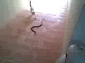 Cat vs Snake
