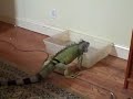 A Housebroken Iguana Taking Care Of Business