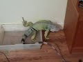 A Housebroken Iguana Taking Care Of Business