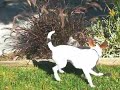 Cat & Jack / Rat Terrier play fighting