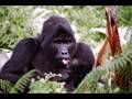 Meeting Ruhondeza -- Excerpt from The Impenetrable Forest by Thor Hanson