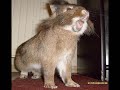 Screaming Bunnies!!!