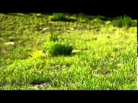 Wolf Pups in the meadow