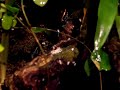 Phyllobates vittatus Phyllobates vittatus