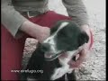 El Ayuntamiento de Herencia quiere sacrificar 80 perros